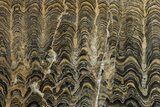 Polished Stromatolite (Greysonia) Slab - Bolivia #281565-1